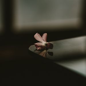 Preview wallpaper flower, table, shadow, blur