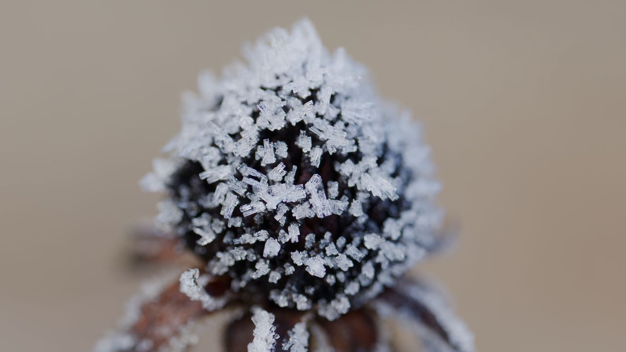 Wallpaper flower, texture, crystals, nature, winter, macro