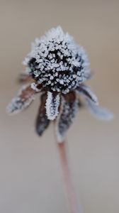 Preview wallpaper flower, texture, crystals, nature, winter, macro