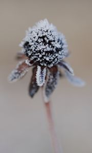 Preview wallpaper flower, texture, crystals, nature, winter, macro