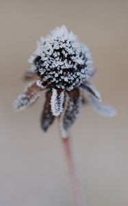 Preview wallpaper flower, texture, crystals, nature, winter, macro