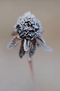 Preview wallpaper flower, texture, crystals, nature, winter, macro