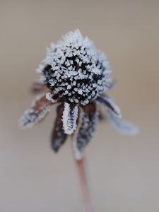 Preview wallpaper flower, texture, crystals, nature, winter, macro