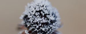 Preview wallpaper flower, texture, crystals, nature, winter, macro