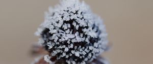 Preview wallpaper flower, texture, crystals, nature, winter, macro