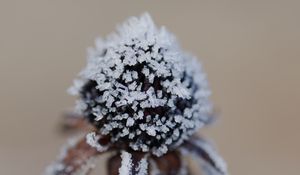 Preview wallpaper flower, texture, crystals, nature, winter, macro