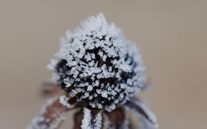 Preview wallpaper flower, texture, crystals, nature, winter, macro