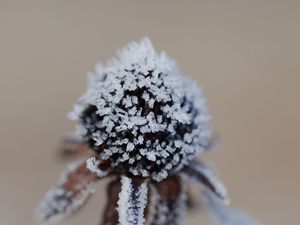 Preview wallpaper flower, texture, crystals, nature, winter, macro