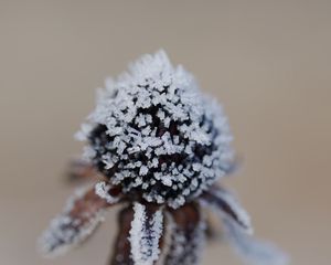 Preview wallpaper flower, texture, crystals, nature, winter, macro