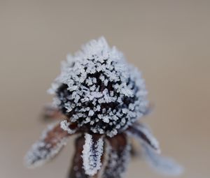Preview wallpaper flower, texture, crystals, nature, winter, macro