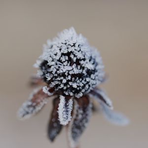 Preview wallpaper flower, texture, crystals, nature, winter, macro