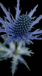 Preview wallpaper flower, thorns, macro, leaves, blur