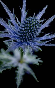 Preview wallpaper flower, thorns, macro, leaves, blur