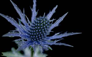 Preview wallpaper flower, thorns, macro, leaves, blur