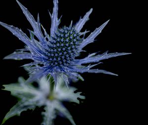 Preview wallpaper flower, thorns, macro, leaves, blur