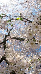 Preview wallpaper flower, tree, apple, spring, branches, leaves