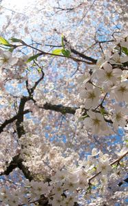 Preview wallpaper flower, tree, apple, spring, branches, leaves