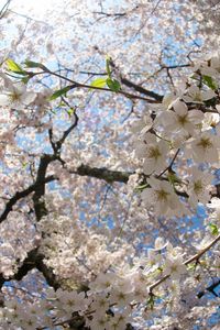 Preview wallpaper flower, tree, apple, spring, branches, leaves