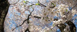 Preview wallpaper flower, tree, apple, spring, branches, leaves