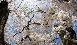 Preview wallpaper flower, tree, apple, spring, branches, leaves