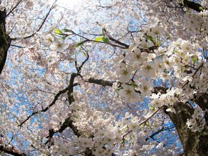 Preview wallpaper flower, tree, apple, spring, branches, leaves