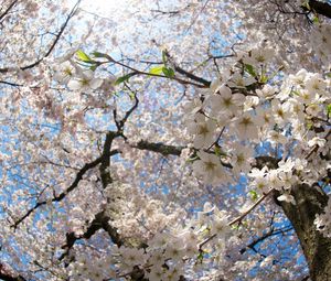 Preview wallpaper flower, tree, apple, spring, branches, leaves