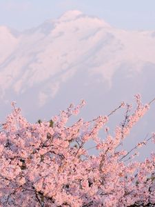 Preview wallpaper flower, tree, mountain, peak