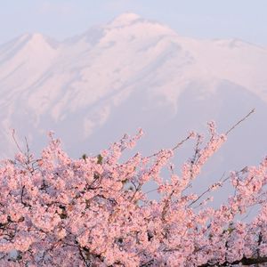 Preview wallpaper flower, tree, mountain, peak