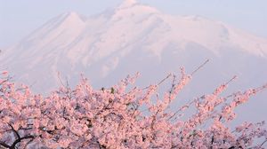 Preview wallpaper flower, tree, mountain, peak