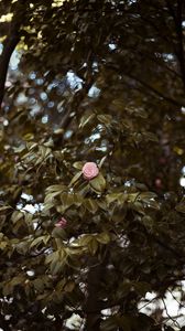 Preview wallpaper flower, tree, pink, glare, blur