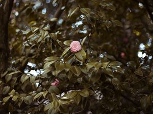 Preview wallpaper flower, tree, pink, glare, blur