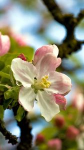 Preview wallpaper flower, tree, spring, sky, foliage, droplets