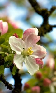 Preview wallpaper flower, tree, spring, sky, foliage, droplets