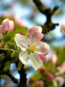 Preview wallpaper flower, tree, spring, sky, foliage, droplets