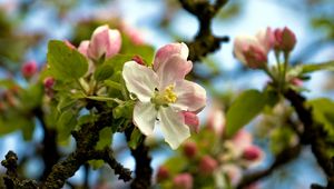 Preview wallpaper flower, tree, spring, sky, foliage, droplets