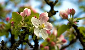 Preview wallpaper flower, tree, spring, sky, foliage, droplets