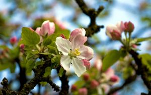 Preview wallpaper flower, tree, spring, sky, foliage, droplets