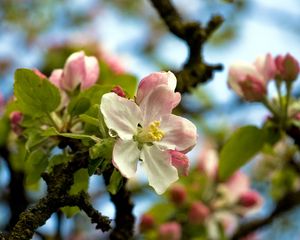 Preview wallpaper flower, tree, spring, sky, foliage, droplets