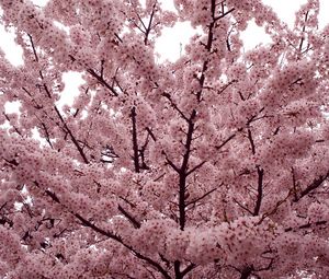 Preview wallpaper flower, tree, spring, branches, mood