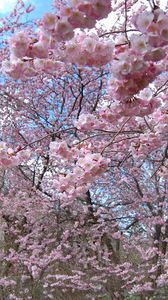 Preview wallpaper flower, tree, spring