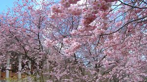 Preview wallpaper flower, tree, spring