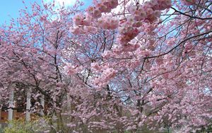 Preview wallpaper flower, tree, spring