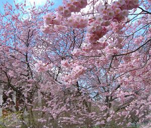 Preview wallpaper flower, tree, spring