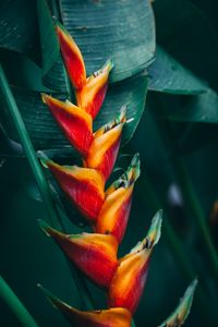 Preview wallpaper flower, tropical, bright, plant, exotic