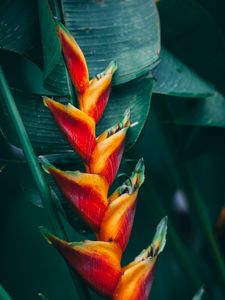 Preview wallpaper flower, tropical, bright, plant, exotic