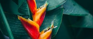 Preview wallpaper flower, tropical, bright, plant, exotic