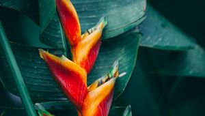 Preview wallpaper flower, tropical, bright, plant, exotic