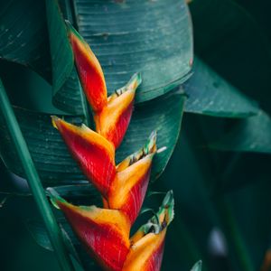 Preview wallpaper flower, tropical, bright, plant, exotic