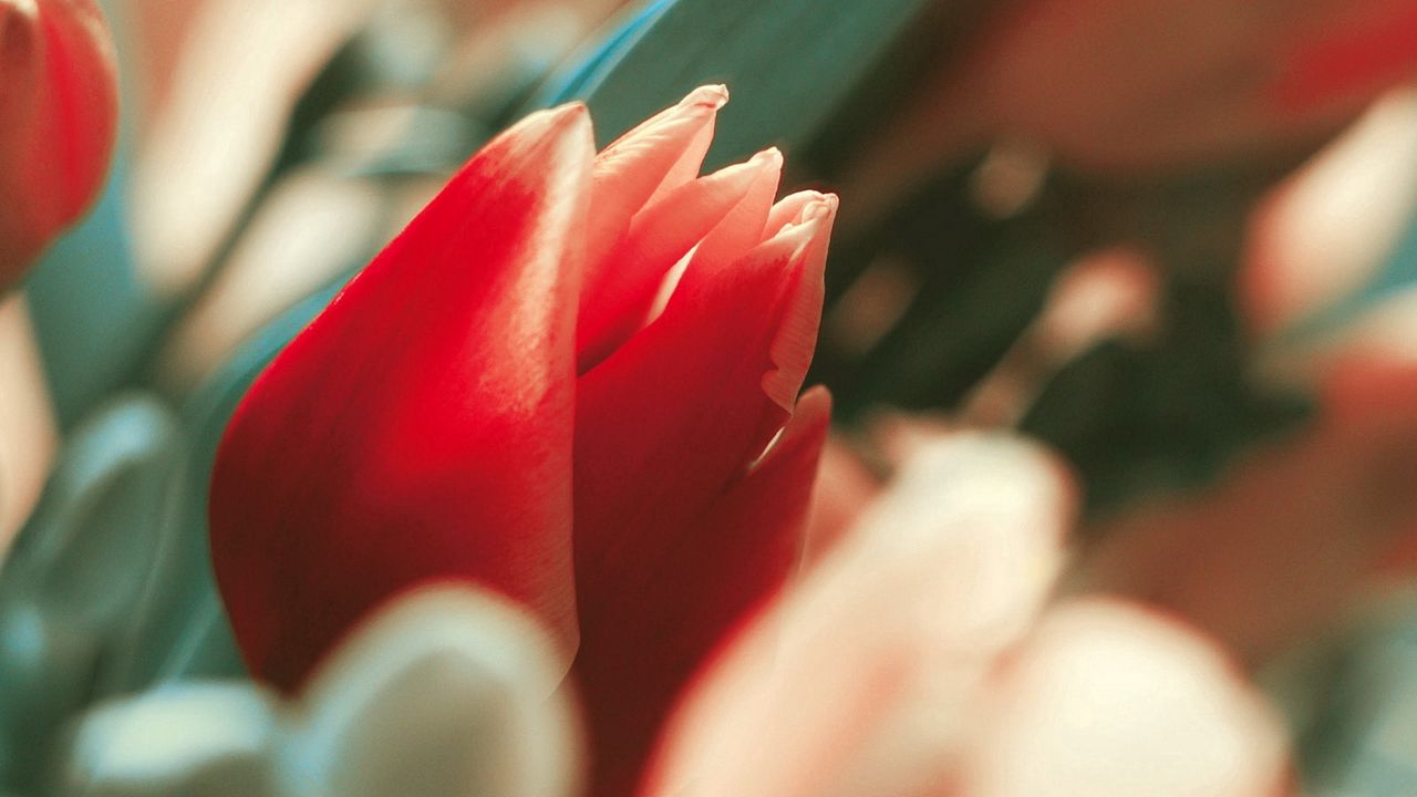 Wallpaper flower, tulip, bud, red, stem