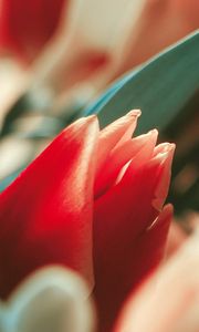 Preview wallpaper flower, tulip, bud, red, stem